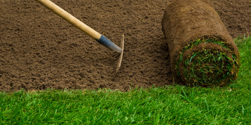 Sod in St. Augustine, Florida