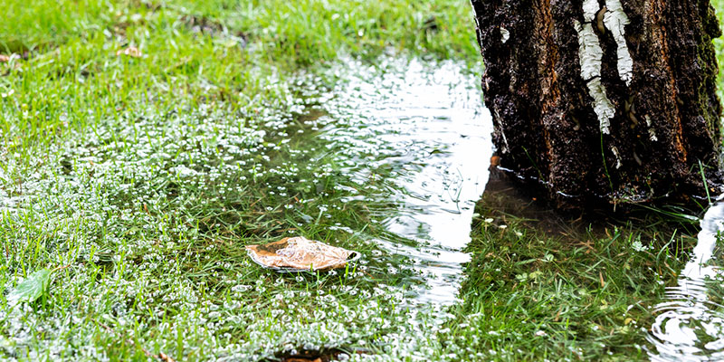 How to Tell if You Have a Lawn Drainage Problem
