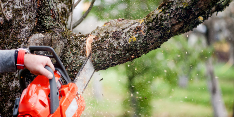 Tree Trimming Companies in St. Augustine, Florida