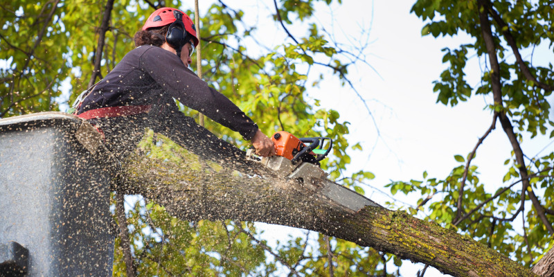Tree Removal in St. Augustine, Florida